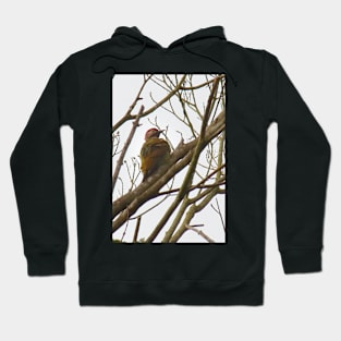 Golden-olive Woodpecker Hoodie